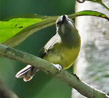 Fairy Gerygone