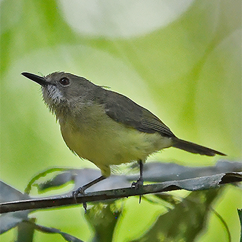 Fairy Gerygone