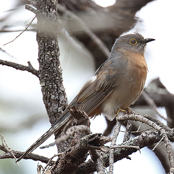 Fan-tailed Cuckoo