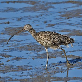 Far Eastern Curlew