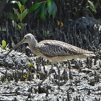 Far-eastern Curlew