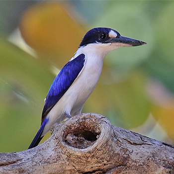 Forest Kingfisher