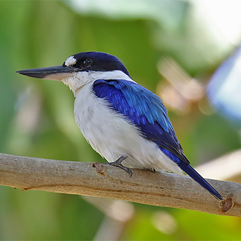 Forest Kingfisher