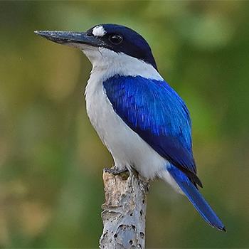 Forest Kingfisher