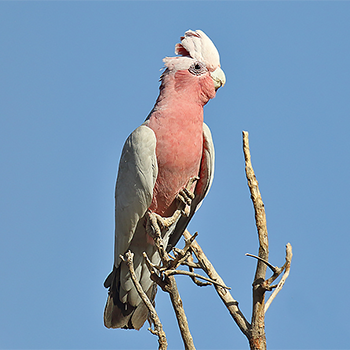 Galah