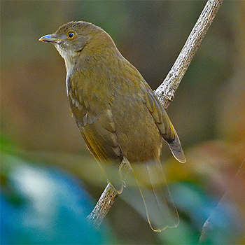 Golden Bowerbird
