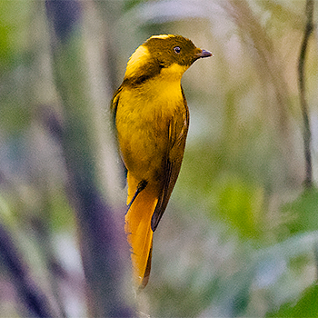 Golden Bowerbird