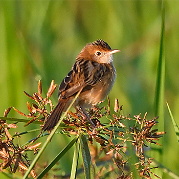 Golden-headed Cisticola