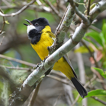 Australian Golden Whistler
