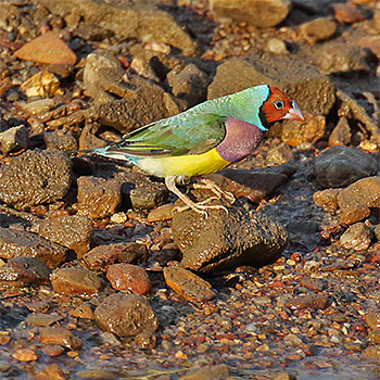 Gouldian Finch
