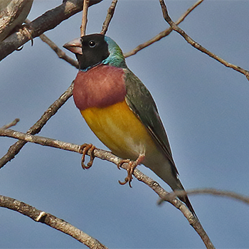 Gouldian Finch