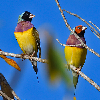 Gouldian Finches