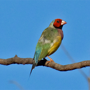 Gouldian Finch