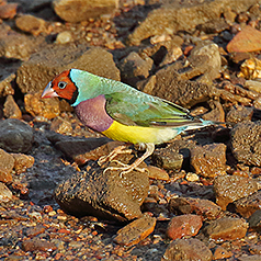 Gouldian Finch