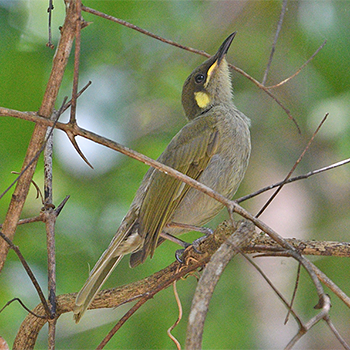 Graceful Honeyeater
