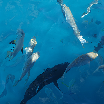 Fishes, Great Barrier Reef