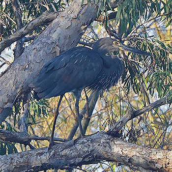 Great-billed Heron