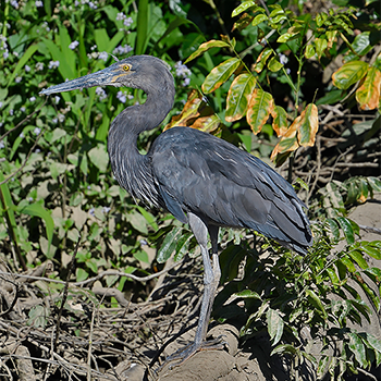 Great-billed Heron
