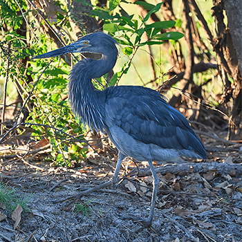 Great-billed Heron