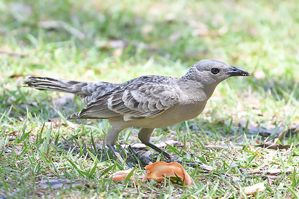 Great Bowerbird