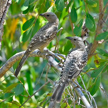 Great Bowerbirds