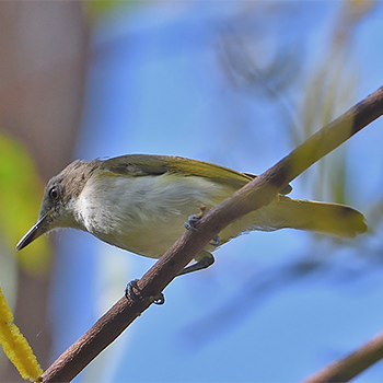 Green-backed Gerygone