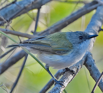 Green-backed Gerygone