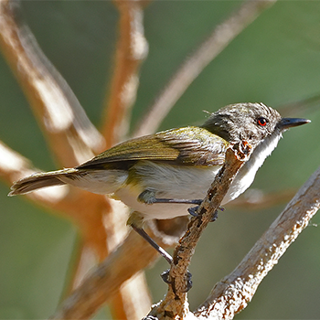 Green-backed Gerygone