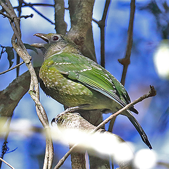 Green Catbird