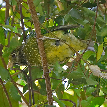 Green Catbird