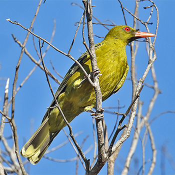 Green Oriole