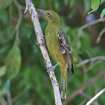 Green Oriole