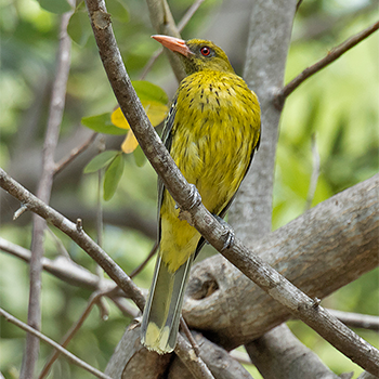 Green Oriole