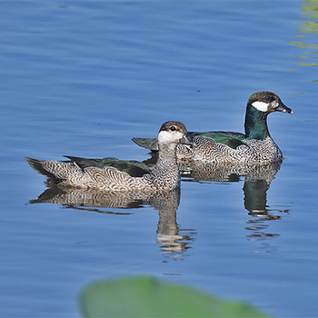 Green Pygmy-goose