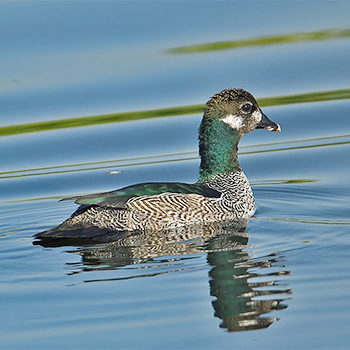 Green Pygmy-goose