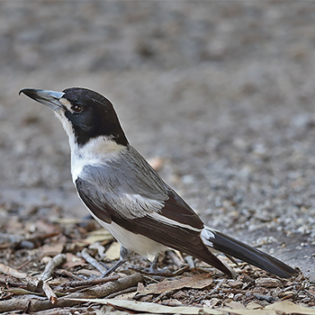 Grey Butcherbird