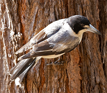 Grey Butcherbird