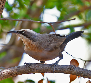 Grey-crowned Babbler