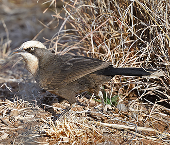 Grey-crowned Babbler