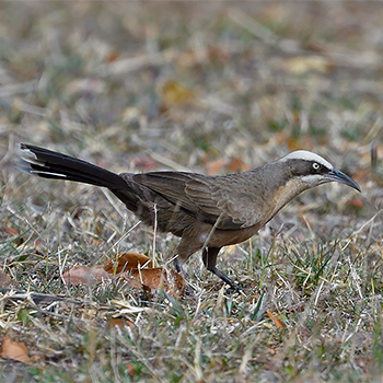 Grey-crowned Babbler