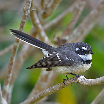 Grey Fantail