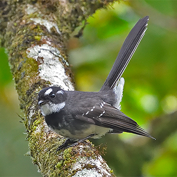 Grey Fantail (<em>keasti</em>)