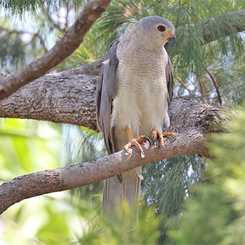 Grey Goshawk