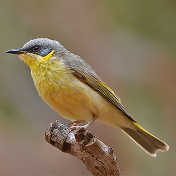 Grey-headed Honeyeater