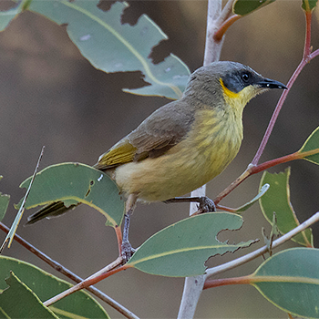 Grey-headed Honeyeater
