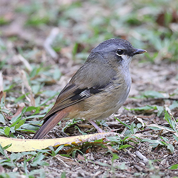 Grey-headed Robin