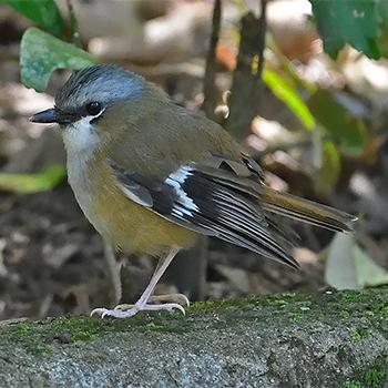 Grey-headed Robin