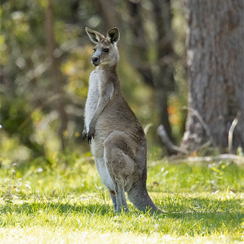 Grey Kangaroo