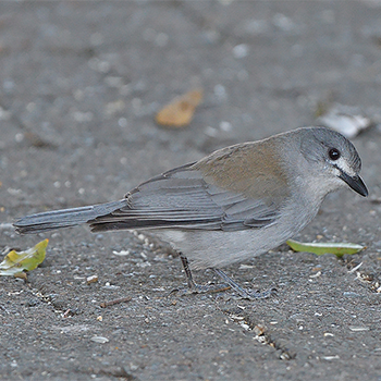 Grey Shrikethrush
