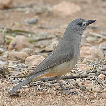 Grey Shrikethrush